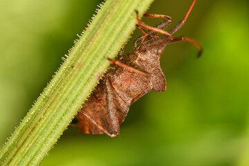 Coreidae, Leaf-footed bug, insects, macro photography 