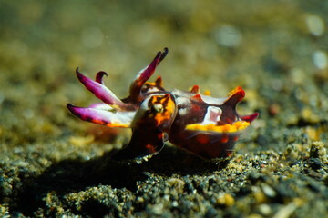 Flamboyant cuttlefish (juvenile)