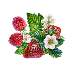 Berries. a bunch of strawberries and raspberries. Hand-drawn watercolor illustration. For packaging and textiles. For banners, prints and stickers, as well as seasonal postcards, flyers and menus.