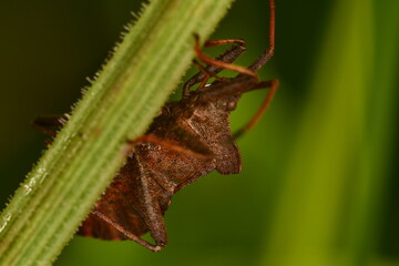 Coreidae, Leaf-footed bug, insects, macro photography 