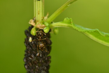 ants on a leaf