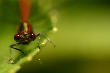  red damselfly 