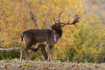 fallow deer stag in autumn forest