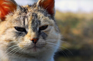 the cat poses for a photo