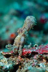 Blue ringed octopus