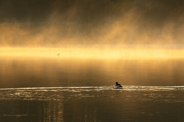 Coot in the mist during sunrise.  The sun has just risen, casting a golden hue over the mist above...