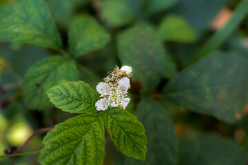 Blackberry blossoms and buds blooming. Blackberry flowers.