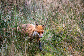 a closeup of a red fox on a field during daytime