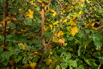 close-up of foliage during the autumn season, Yellow and orange leaves.