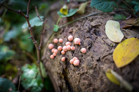 Mushrooms (slime mould Lycogala epidendrum) on an old stump, Pink Slime Mold