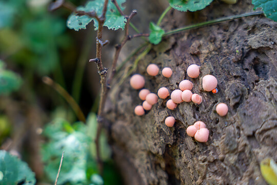 Mushrooms (slime mould Lycogala epidendrum) on an old stump, Pink Slime Mold