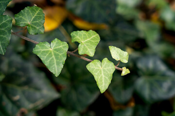 Carpet of the green leaves, Green leaf texture. Leaf texture background, Autumn colorful leaves