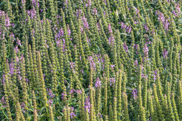 Close up of stachys officinalis, Betonica officinalis foliage.