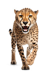 cheetah with open mouth