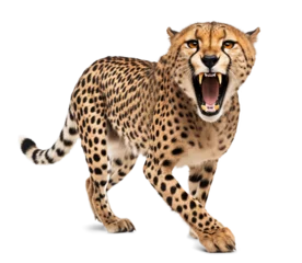 Fotobehang scary angry cheetah with visible teeth © FP Creative Stock