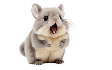 Soft Chattering Chinchilla Isolated On a Clear Surface or PNG Transparent Background.