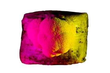 Заголовок: Mycelium substrate with Hericium erinaceus mushroom (lion's mane mushroom) growing kit, fungi culture in a psychedelic pink and yellow neon light
