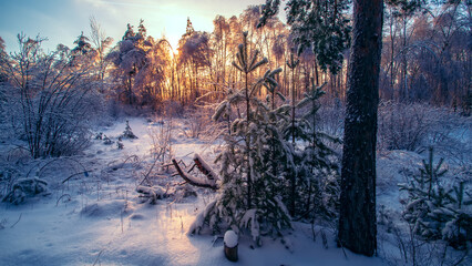 Sunny morning in a winter snowy forest. Frosty morning.