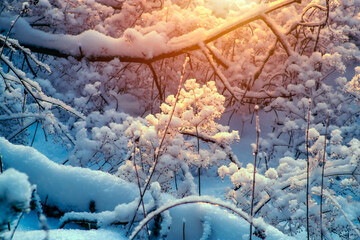 Sunny morning in a winter snowy forest. Frosty morning.