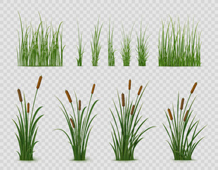 Realistic reed, sedge and grass or green plant leaves, isolated vector on transparent background. Realistic reed, pond or river nature, swamp sedge and lake grass for summer garden landscape - obrazy, fototapety, plakaty