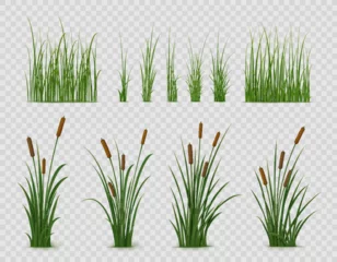 Fotobehang Realistic reed, sedge and grass or green plant leaves, isolated vector on transparent background. Realistic reed, pond or river nature, swamp sedge and lake grass for summer garden landscape © Vector Tradition