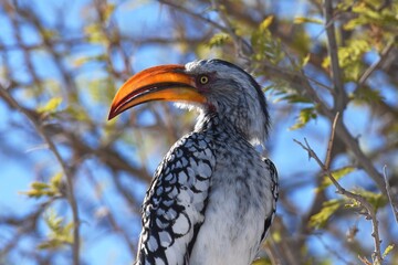 Gelbschnabeltoko (tockus flavirostris) in einem Baum m Etoscha Nationalpark in Namibia. © anni94
