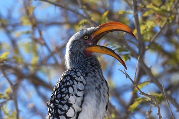 Gelbschnabeltoko (tockus flavirostris) in einem Baum m Etoscha Nationalpark in Namibia.