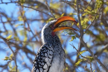 Gelbschnabeltoko (tockus flavirostris) in einem Baum m Etoscha Nationalpark in Namibia.