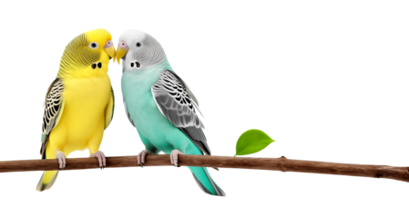 two parakeets couple in isolated background