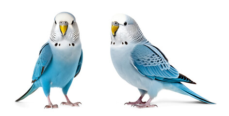 blue parakeet portrait on isolated background - obrazy, fototapety, plakaty