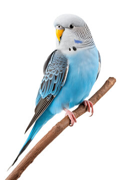 blue parakeet sitting on a tree branch