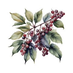 holly berries isolated on white - obrazy, fototapety, plakaty