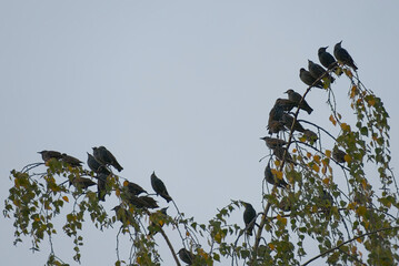 Flock of Common starlings (Sturnus vulgaris) sitting in a tree in Zurich, Switzerland