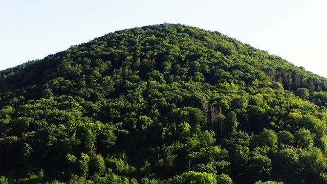 a deciduos forest from above video