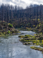 The North Umpqua River flows among burnt trees in the aftermath of a forest fire in the Richard G Baker Park, Oregon, USA