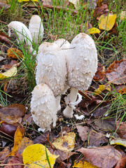 Mushrooms growing on the lawn near Julianowski Park in Lodz on a cloudy autumn morning, Lodz, Poland.
