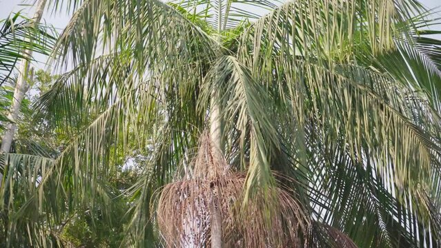 Palm tree swaying in the wind on sunny blue sky Euterpe edulis
