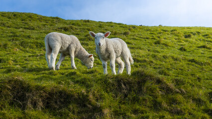 The photo shows sheeps in green spring meadow in New Zealand.