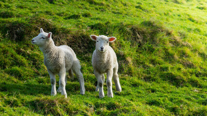 The photo shows sheeps in green spring meadow in New Zealand. © Tomas