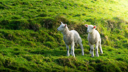 The photo shows sheeps in green spring meadow in New Zealand. © Tomas