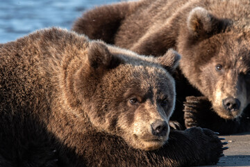Brown bears (Ursus arctos) resting on the beach; Lake Clark NP; Alaska