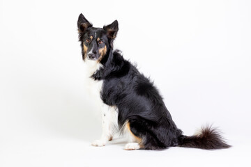 Border Collie