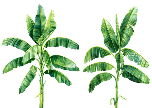 Green watercolor banana palm, banana leaves illustration. Elegant tropical Element isolated on white background