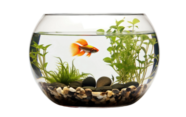 Fish Swim in Fish Tank on a Clear Surface or PNG Transparent Background.