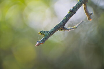 Fototapeta premium Close-up view of a broken branch
