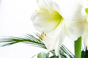 Beautiful white lily flower decorated with exotic green leaves. Pistil and stamens covered with pollen. Сlose-up.