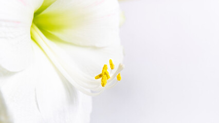 Beautiful white lily flower close up. Pistil and stamens covered with pollen. Macro. White...