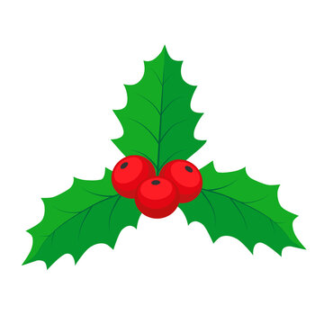 Christmas mistletoe. Holly leaves and berries. Color vector illustration in cartoon flat style. PNG with transparent background.	