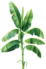 Green watercolor banana palm, banana leaves illustration. Elegant tropical Element isolated on background