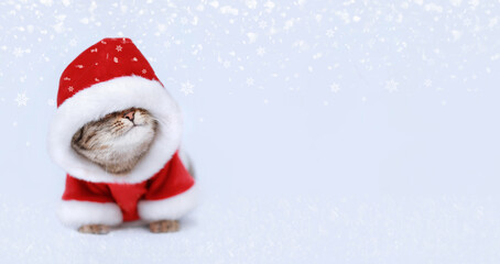 Cat Santa Claus. Studio portrait of Christmas Cat . Snowflake. Snow.  Xmas Greeting card. Happy New Year.  Space for text. 
